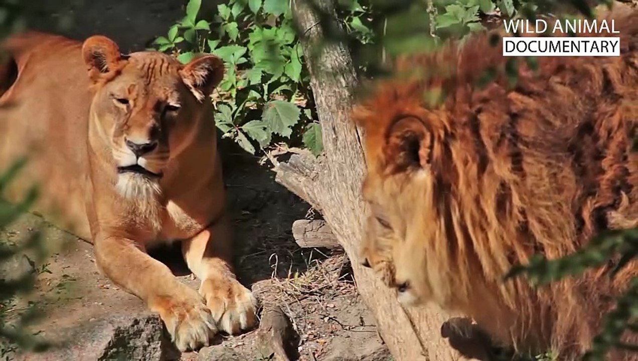 WILD SAVANNAH The Mystery of the Fastest Warrio...