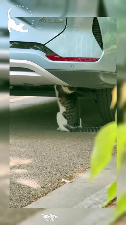 The best mechanic in town !