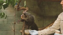 Aye-Aye Weight Check! You Have to See This Adorable Moment to Believe It