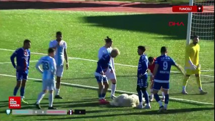Tunceli'de maçta sahaya girip uyuyan köpek güldürdü