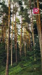 Reborn for the Lycan King EP1 8 ｜ New Release ｜ ReelShort