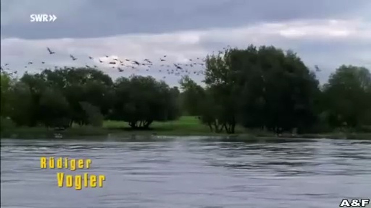 Zum Kuckuck mit der Liebe