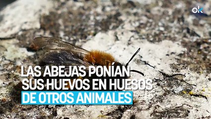 Suena raro, pero la ciencia lo avala: hace 20.000 años las abejas ponían sus huevos en huesos de otros animales