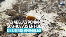 Suena raro, pero la ciencia lo avala: hace 20.000 años las abejas ponían sus huevos en huesos de otros animales