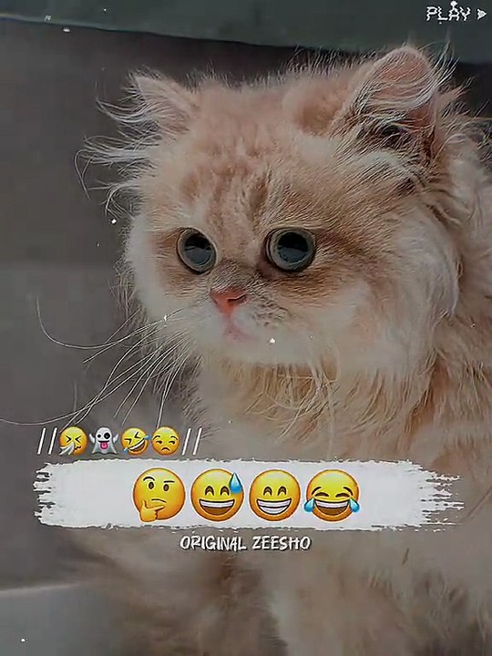 Funny Video 🤣🤣