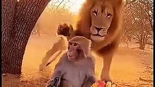 Funny Animals