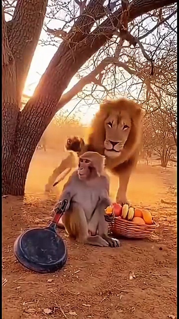 Funny Animals