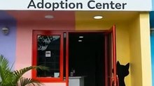 kitty adoption center #cat #cute