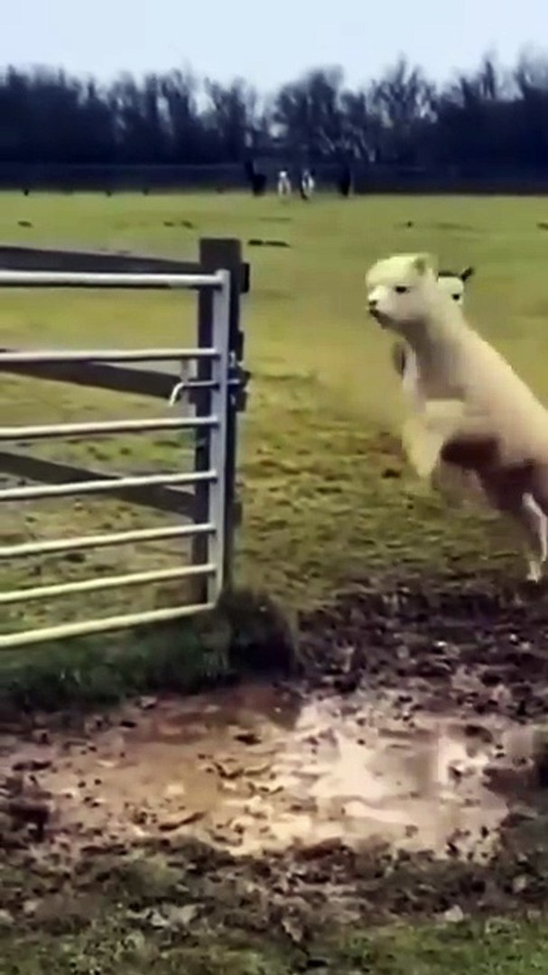 ⁣TENTE NÃO RIR - Melhores Memes e Vídeos Engraçados 2026