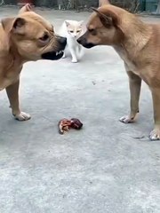 #funny video #shortvideo #viralvideo #funnyadda#