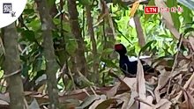 獨家直擊！台中咬人狗坑「台灣國寶鳥」藍腹鷴現蹤 山友驚呼幸運
