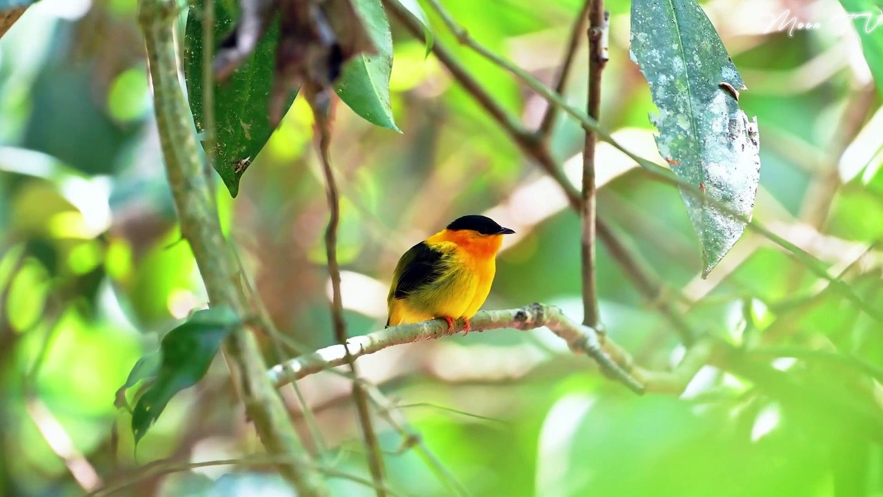 Mindfulness Meditation Music For Inner Peace