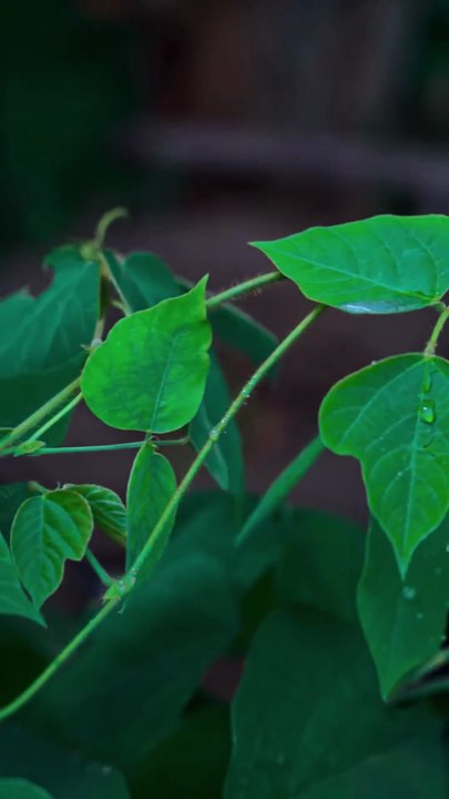 La Broderie de Suzhou : Trésor Immatériel de 2 500 ans (Art Incroyable)