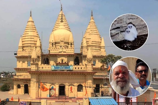 प्राचीन मंदिर में दिखा विचित्र पक्षियों का जोड़ा