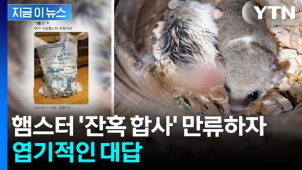 잔혹한 햄스터 학대 영상 수개월째 게시...경찰, 수사 착수 [지금이뉴스]  / YTN