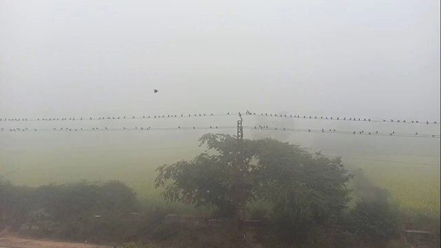 सोमवार को अलवर में छाया घना कोहरा छाया