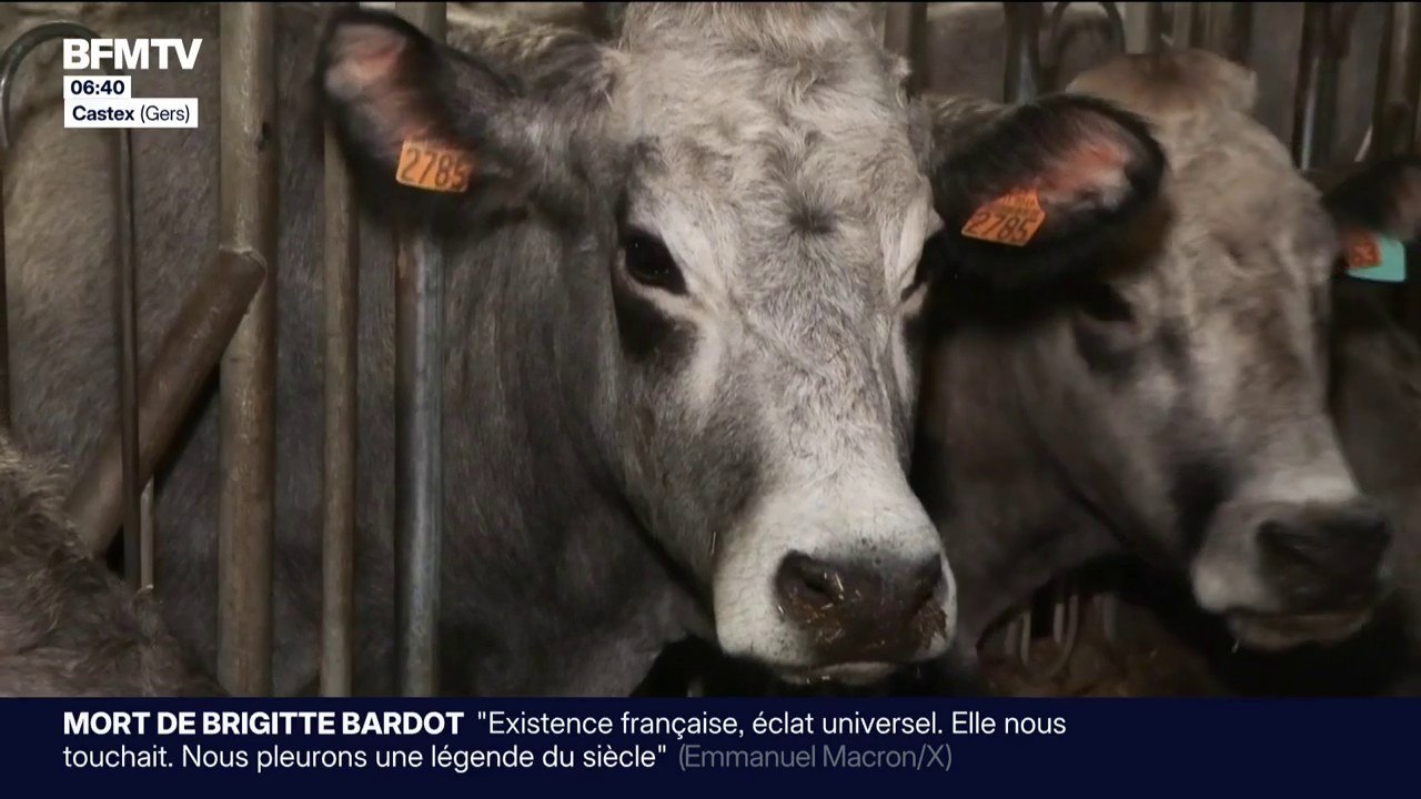 Dermatose nodulaire: alors que 50% des bovins ont été vaccinés, les éleveurs restent inquiets