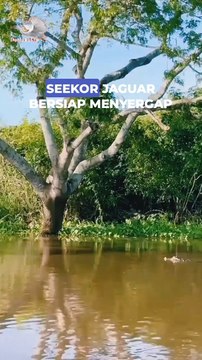 a battle between two predators