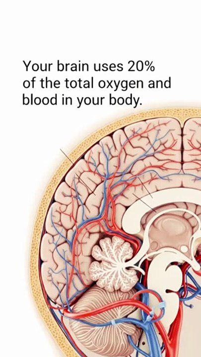Brain uses orygen 🤔🤔