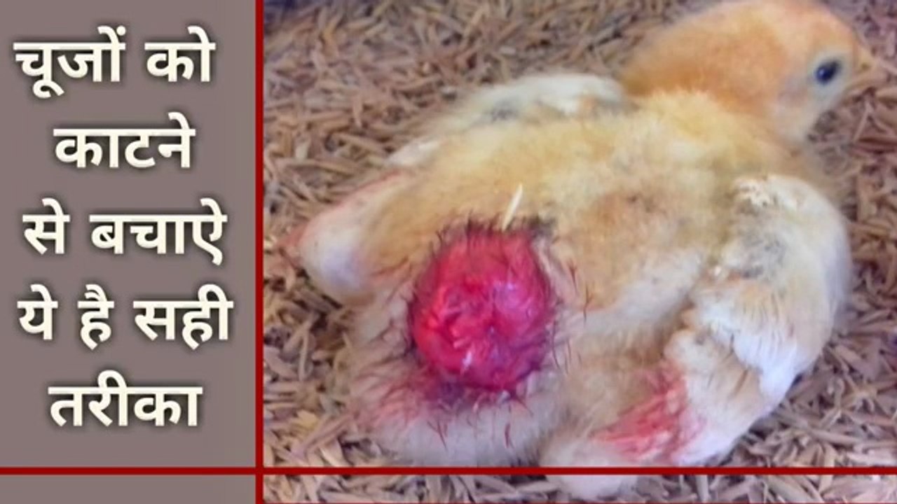 चूजों को काटने से बचाऐ ये है सही तरीका | desi murgi palan | desi murgi farm business