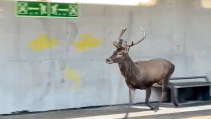 Il cervo «inseguito» dal treno a Induno Olona: il video è virale
