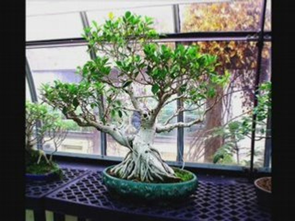 Bonsai