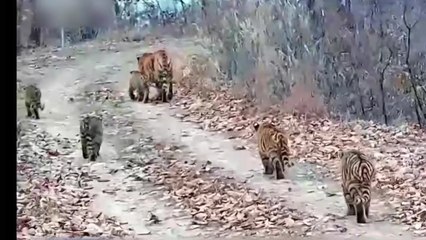 야생 백두산 호랑이 6마리 대가족 카메라에 첫 포착 / YTN