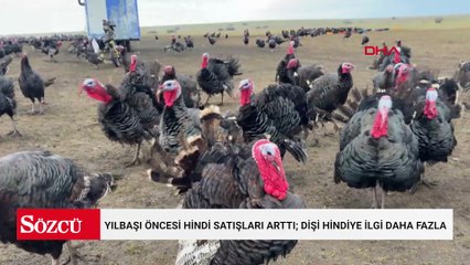 Tekirdağ'da yılbaşı öncesi hindi satışları arttı; dişi hindiye ilgi daha fazla
