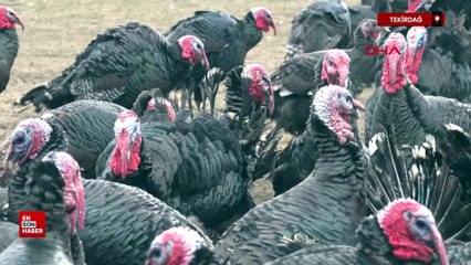 Tekirdağ'da yılbaşı öncesi hindi satışları arttı: Dişi hindiye ilgi daha fazlaTekirdağ'da yılbaşı öncesi hindi satışları