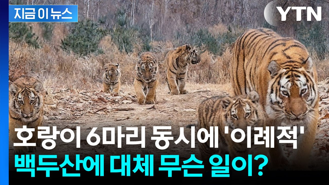 "백두산에 사는 호랑이만 무려 70마리" 카메라에 포착된 이례적 장면 [지금이뉴스]...