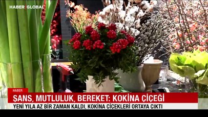 Kokina yeni yılın gözdesi: Kimi şans kimi bereket kimi de mutluluk getirdiğine inanıyor