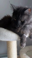 This Fluffy Maine Coon Is Waiting for the New Year Like a True Queen 👑🐾 #cat #beautifulcat #newyear #viralcats