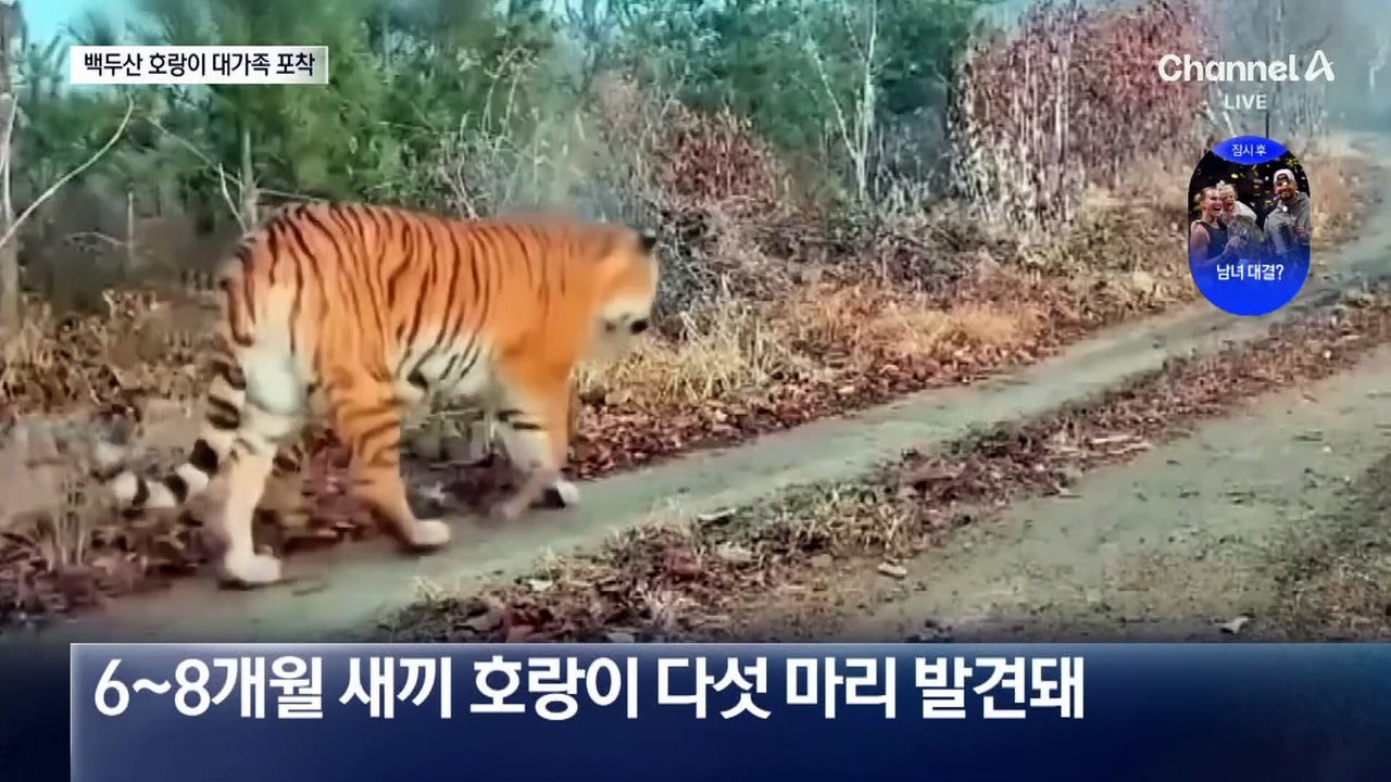 백두산 호랑이 6마리 ‘대가족’ 포착