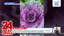 Ilang pananim sa Benguet, nabalot ng “frost” o andap; 10.6°C naitala sa bayan ng La Trinidad — PAGASA | 24 Oras