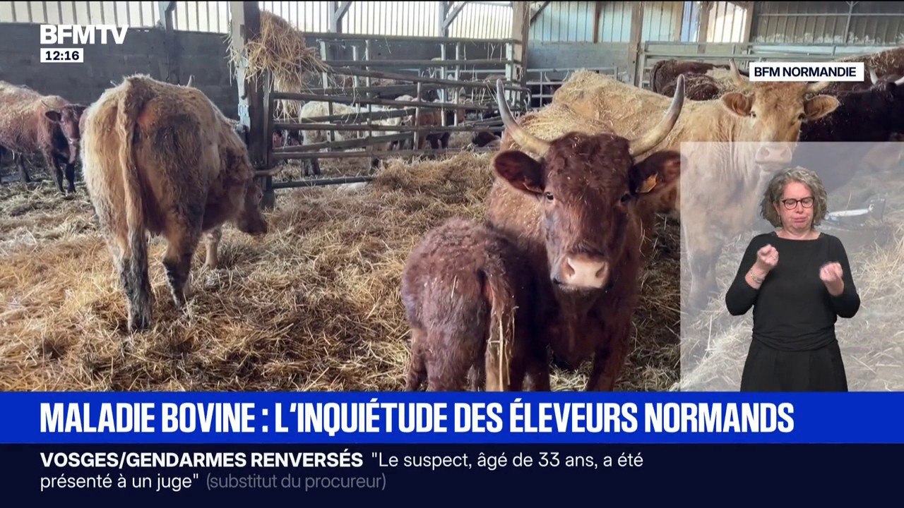 Dermatose nodulaire: les éleveurs normands s’inquiètent de potentielles contaminations après l'équarrissage de 209 carcasses de bovins dans l’Orne