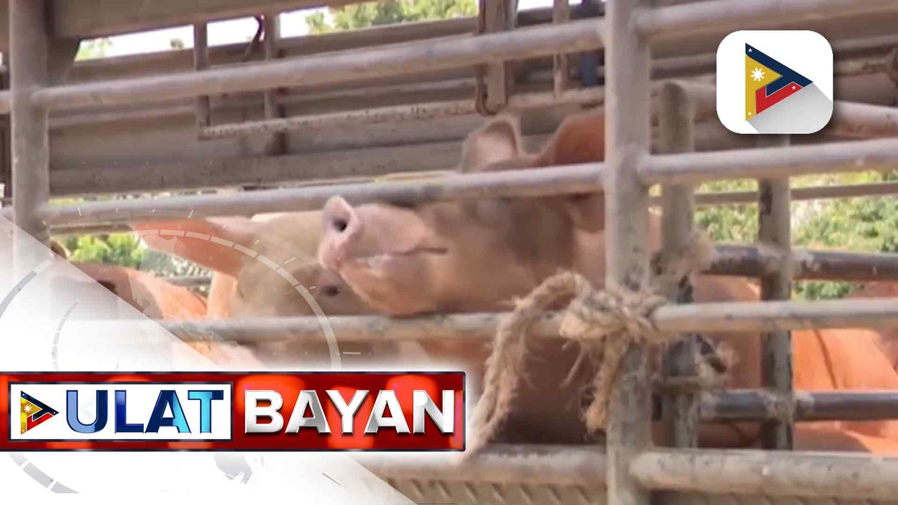DA, nakatutok sa pagpapabilis ng hog repopulation para mapababa ang presyo ng karne ng baboy sa susunod na taon | ulat ni Vel Custodio
