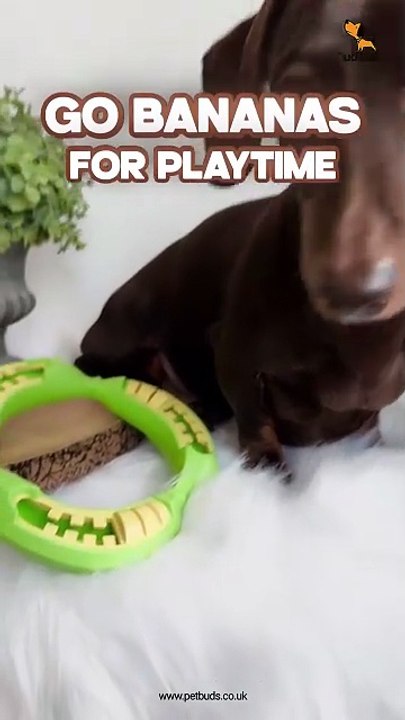 PetBuds Pet Teething Toys for Average Chewers – Circle Shape Chew Toy