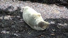 A common Grey Seal spends time at Devils point Plymouth Christmas 2025
