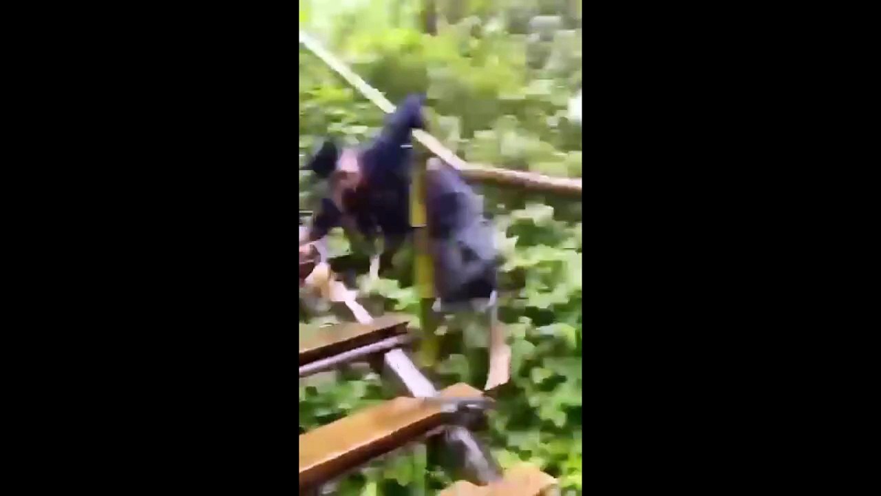 Painful Fails
