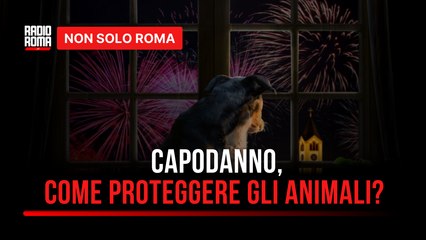 San Silvestro, l'incubo per cani e gatti come proteggere i nostri animali domestici