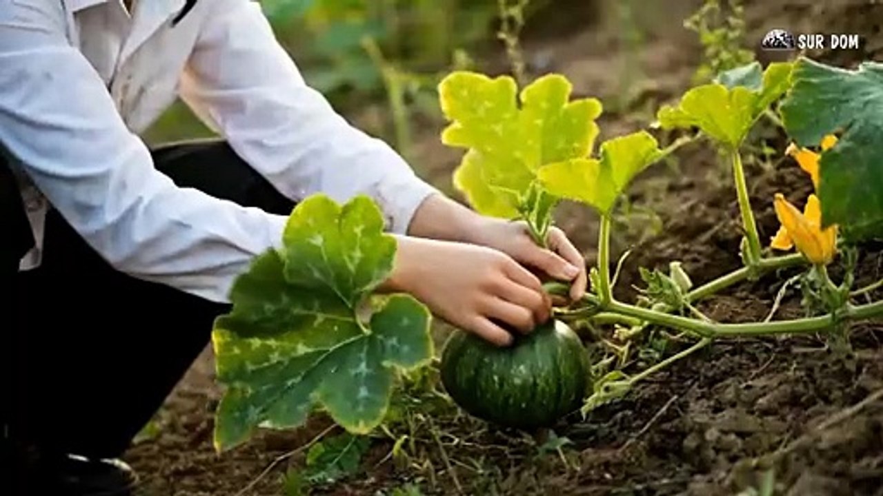 Part 61 - A Girl Alone Surviving In The Forest - Picking Greens by the Stream on a Natural Hillside - YouTube