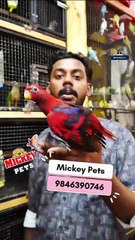 നന്നായി ഇണങ്ങിയ റെഡ് ലോറി | Fully Tamed Red Lorikeet | Mickey Pets ഫോണ്‍ നമ്പര്‍ - 98463 90746