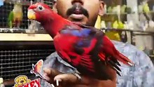 നന്നായി ഇണങ്ങിയ റെഡ് ലോറി | Fully Tamed Red Lorikeet | Mickey Pets ഫോണ്‍ നമ്പര്‍ - 98463 90746