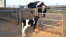 Orphaned Calf Keeps Looking For A Mom Until She Finds One