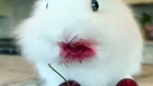 Cherries are so tasty