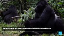 En Ouganda, la sauvegarde réussie des gorilles