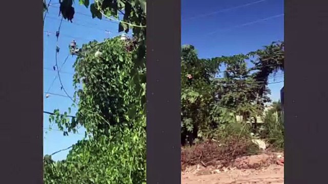 Vecinos alertan por maleza y falta de alumbrado en Santa María | CPS Noticias Puerto Vallarta