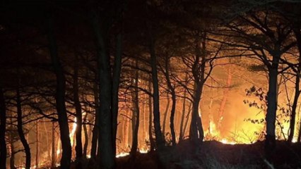 강원도 고성 야산에서 산불...1시간 만에 주불 진화 / YTN