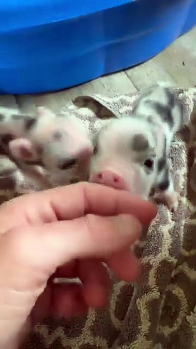 Cute animals