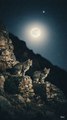 #wildlife  #nature  #motivational  #animals  #moonlight  #shortvideo  #natureloversWildLife Stories